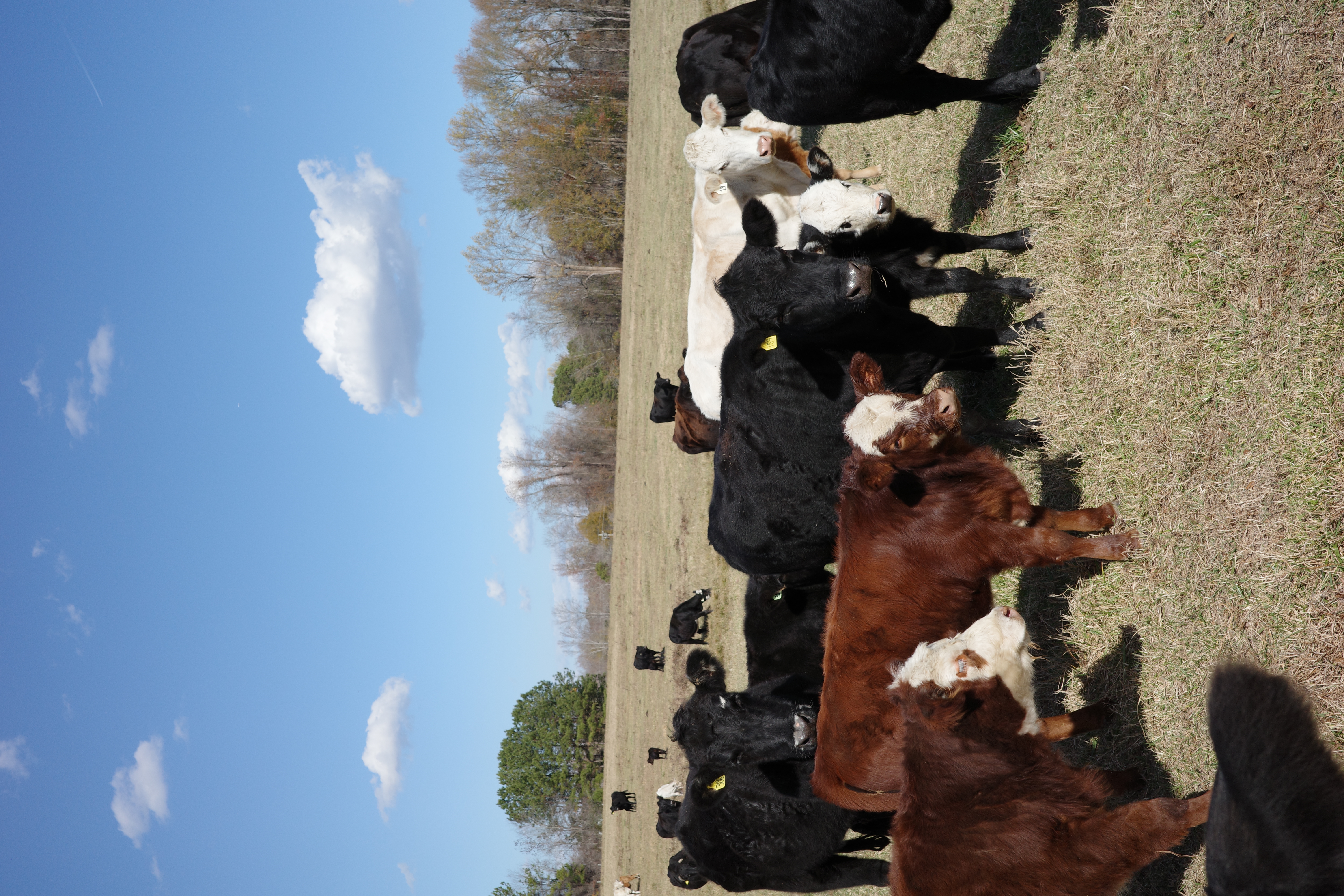 Cattle on the farm